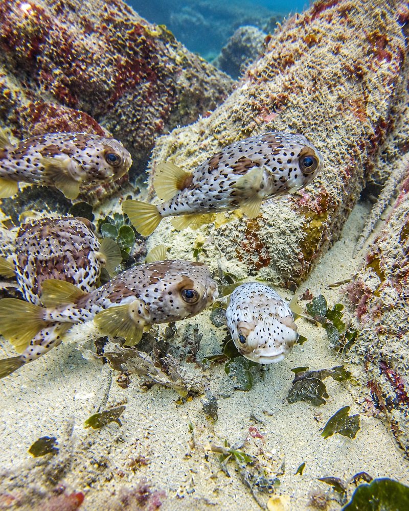 Plongée sous-marine dans les eaux de Sal